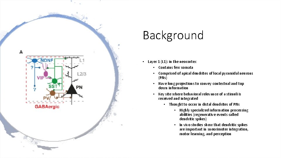 Background • Layer 1 (L 1): in the neocortex • Contains few somata • Background • Layer 1 (L 1): in the neocortex • Contains few somata •