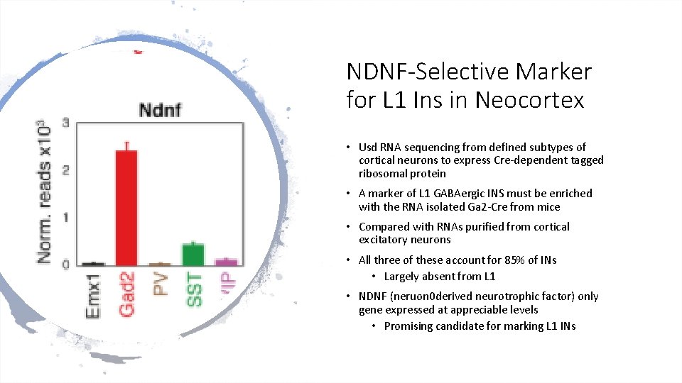 NDNF-Selective Marker for L 1 Ins in Neocortex • Usd RNA sequencing from defined NDNF-Selective Marker for L 1 Ins in Neocortex • Usd RNA sequencing from defined