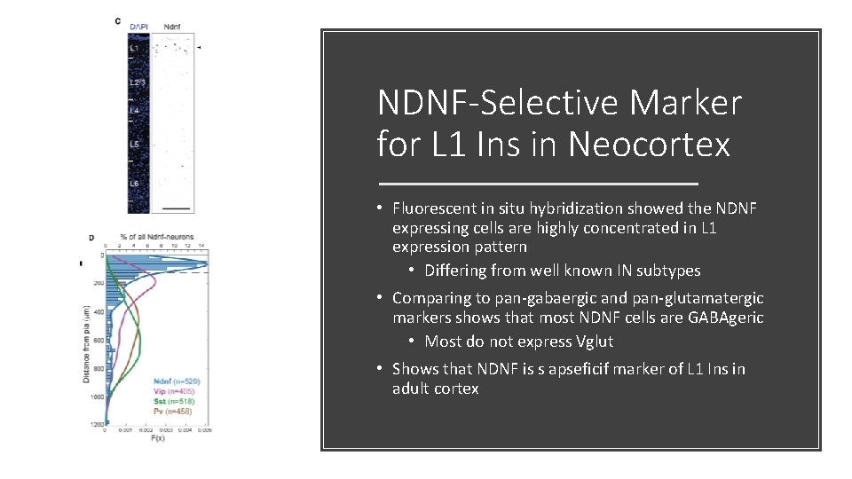 NDNF-Selective Marker for L 1 Ins in Neocortex • Fluorescent in situ hybridization showed NDNF-Selective Marker for L 1 Ins in Neocortex • Fluorescent in situ hybridization showed