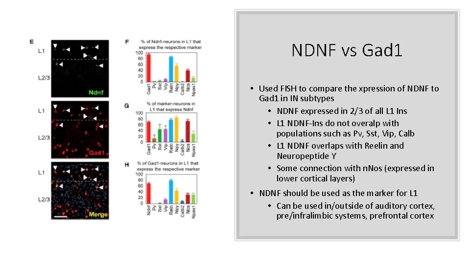 NDNF vs Gad 1 • Used FISH to compare the xpression of NDNF to NDNF vs Gad 1 • Used FISH to compare the xpression of NDNF to
