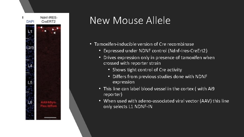 New Mouse Allele • Tamoxifen-inducible version of Cre recombinase • Expressed under NDNF control New Mouse Allele • Tamoxifen-inducible version of Cre recombinase • Expressed under NDNF control