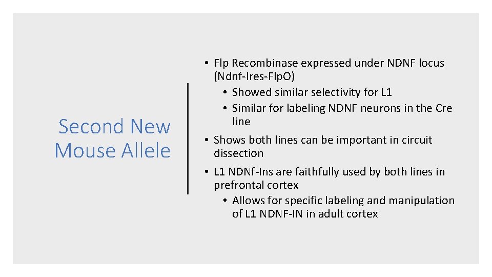 Second New Mouse Allele • Flp Recombinase expressed under NDNF locus (Ndnf-Ires-Flp. O) • Second New Mouse Allele • Flp Recombinase expressed under NDNF locus (Ndnf-Ires-Flp. O) •