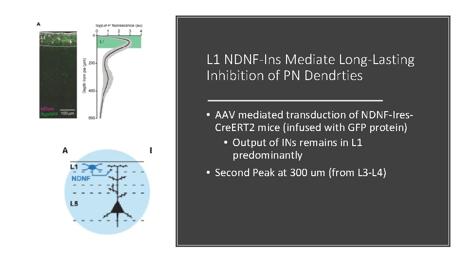 L 1 NDNF-Ins Mediate Long-Lasting Inhibition of PN Dendrties • AAV mediated transduction of L 1 NDNF-Ins Mediate Long-Lasting Inhibition of PN Dendrties • AAV mediated transduction of
