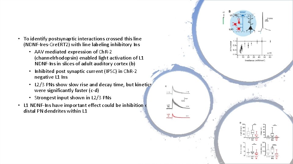 • To identify postsynaptic interactions crossed this line (NDNF-Ires-Cre. ERT 2) with line • To identify postsynaptic interactions crossed this line (NDNF-Ires-Cre. ERT 2) with line