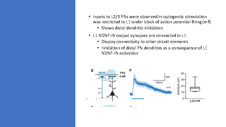 • Inputs to L 2/3 PNs were observed in optogentic stimulation was restricted • Inputs to L 2/3 PNs were observed in optogentic stimulation was restricted