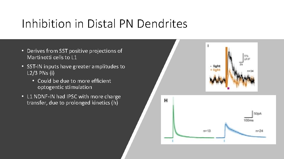 Inhibition in Distal PN Dendrites • Derives from SST positive projections of Martinotti cells Inhibition in Distal PN Dendrites • Derives from SST positive projections of Martinotti cells