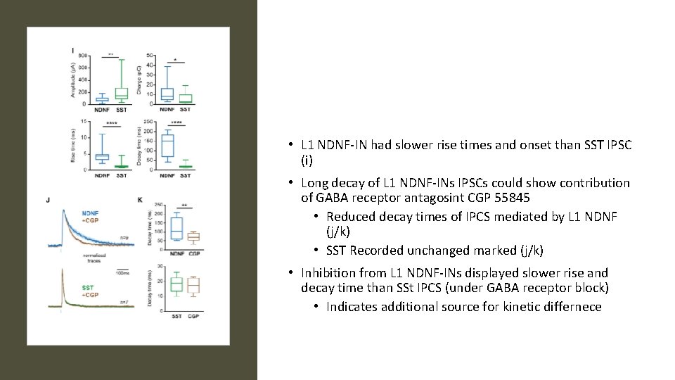 • L 1 NDNF-IN had slower rise times and onset than SST IPSC • L 1 NDNF-IN had slower rise times and onset than SST IPSC
