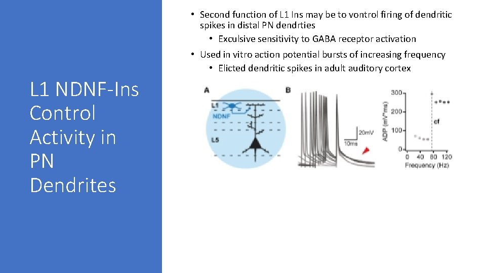 • Second function of L 1 Ins may be to vontrol firing of • Second function of L 1 Ins may be to vontrol firing of