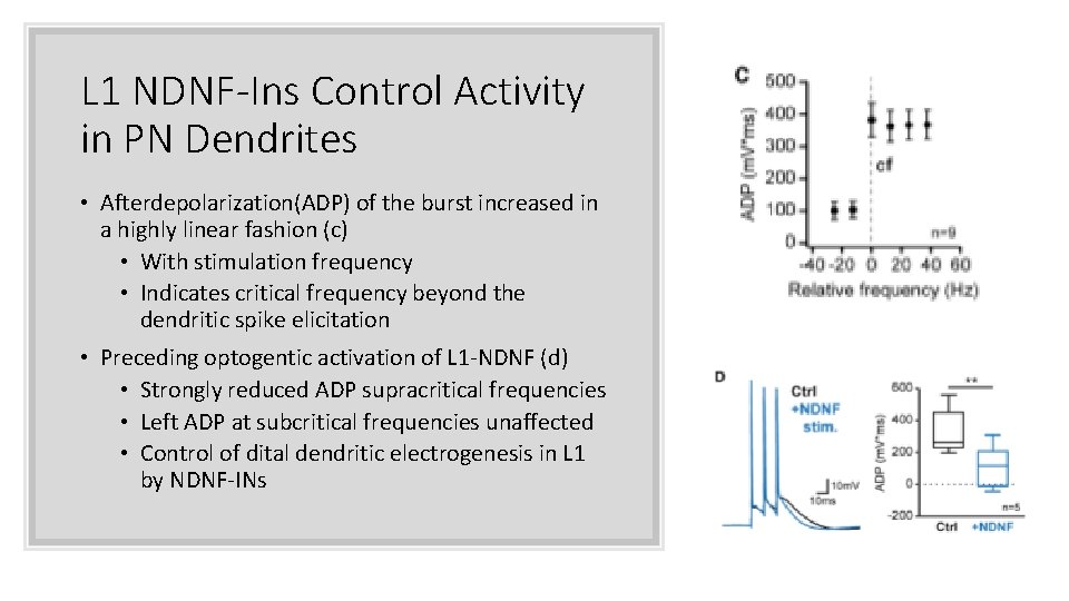 L 1 NDNF-Ins Control Activity in PN Dendrites • Afterdepolarization(ADP) of the burst increased L 1 NDNF-Ins Control Activity in PN Dendrites • Afterdepolarization(ADP) of the burst increased
