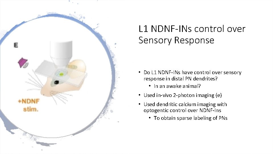 L 1 NDNF-INs control over Sensory Response • Do L 1 NDNF-INs have control L 1 NDNF-INs control over Sensory Response • Do L 1 NDNF-INs have control