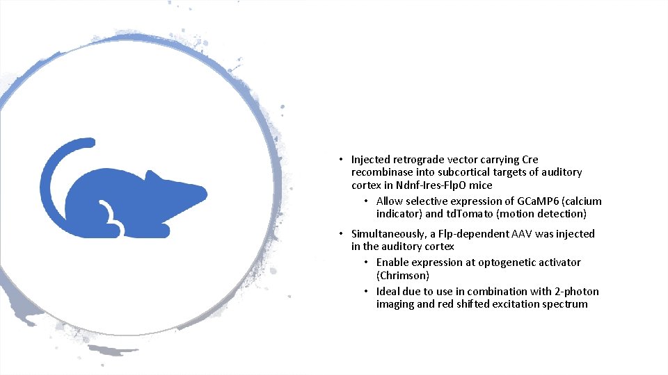• Injected retrograde vector carrying Cre recombinase into subcortical targets of auditory cortex • Injected retrograde vector carrying Cre recombinase into subcortical targets of auditory cortex