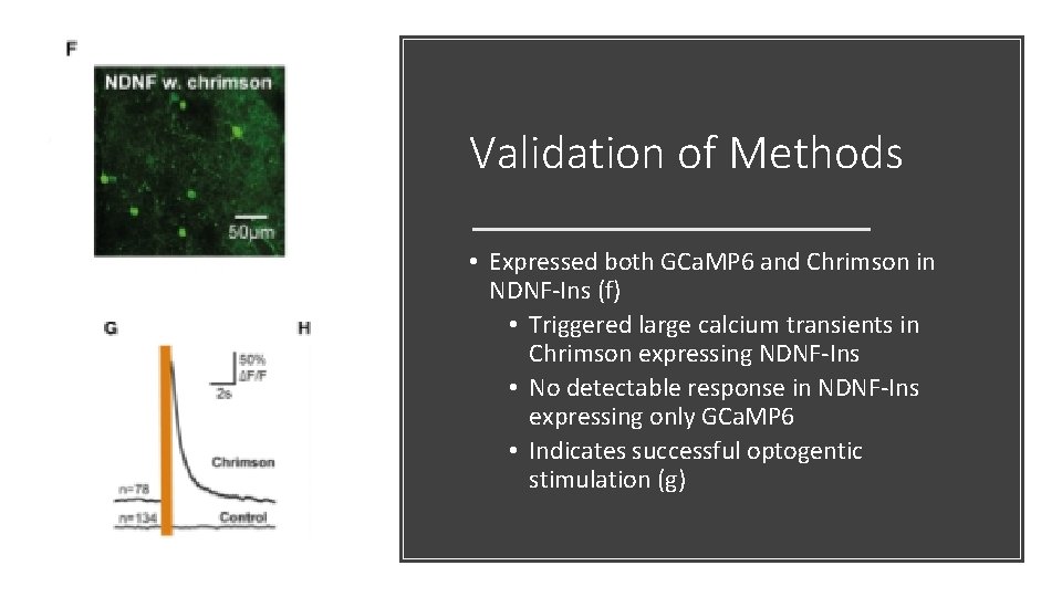 Validation of Methods • Expressed both GCa. MP 6 and Chrimson in NDNF-Ins (f) Validation of Methods • Expressed both GCa. MP 6 and Chrimson in NDNF-Ins (f)