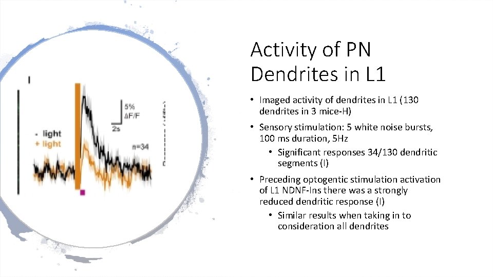 Activity of PN Dendrites in L 1 • Imaged activity of dendrites in L Activity of PN Dendrites in L 1 • Imaged activity of dendrites in L