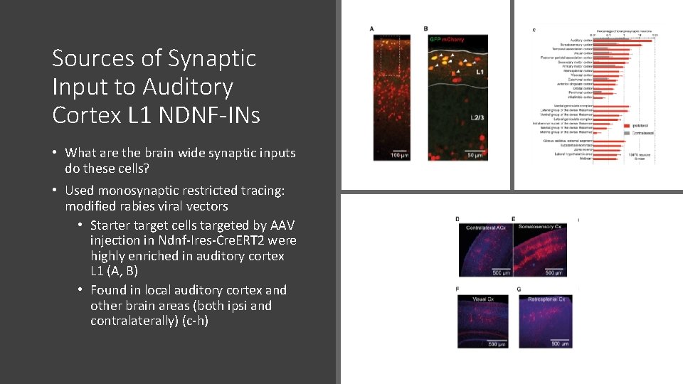 Sources of Synaptic Input to Auditory Cortex L 1 NDNF-INs • What are the Sources of Synaptic Input to Auditory Cortex L 1 NDNF-INs • What are the