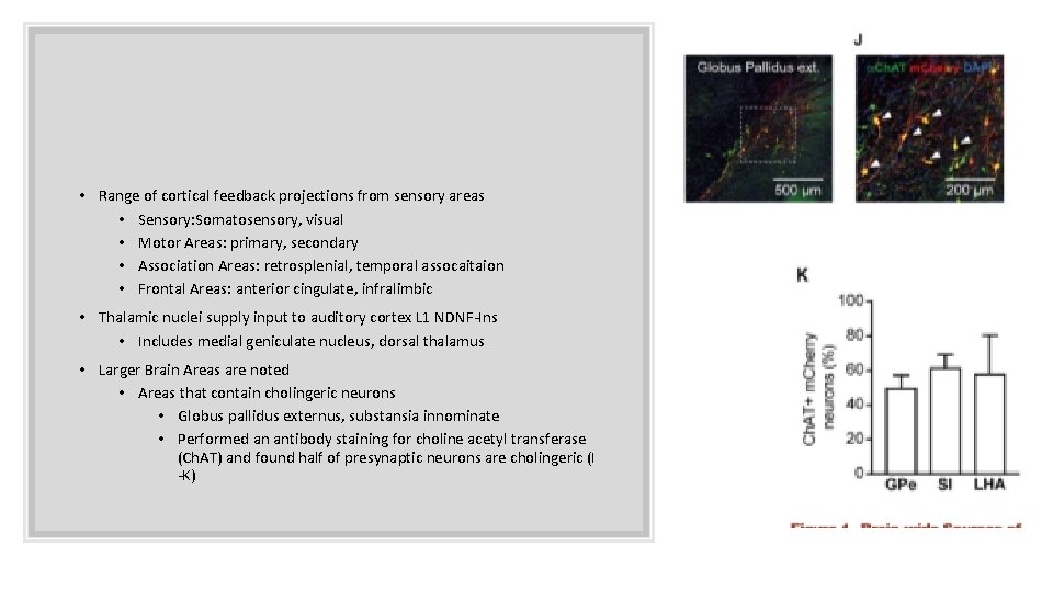 • Range of cortical feedback projections from sensory areas • Sensory: Somatosensory, visual • Range of cortical feedback projections from sensory areas • Sensory: Somatosensory, visual