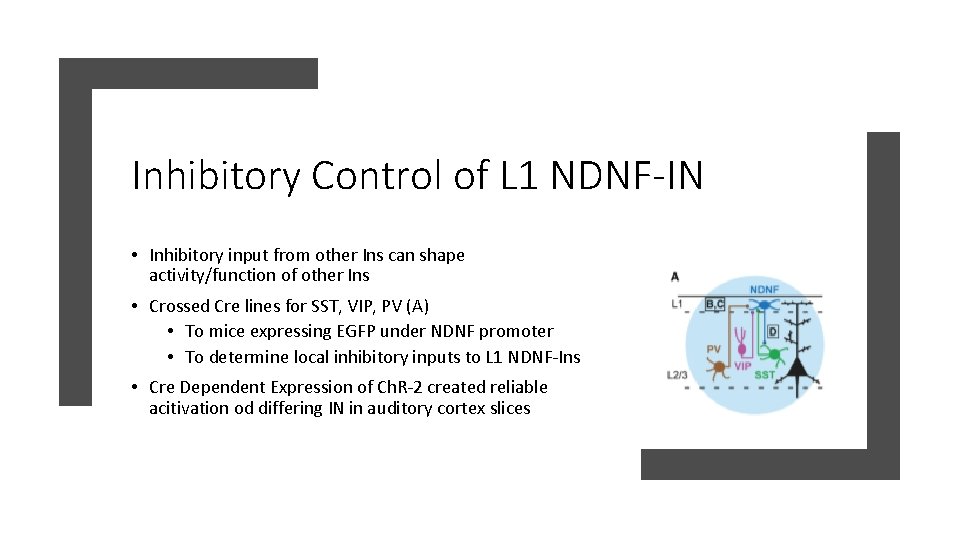Inhibitory Control of L 1 NDNF-IN • Inhibitory input from other Ins can shape Inhibitory Control of L 1 NDNF-IN • Inhibitory input from other Ins can shape