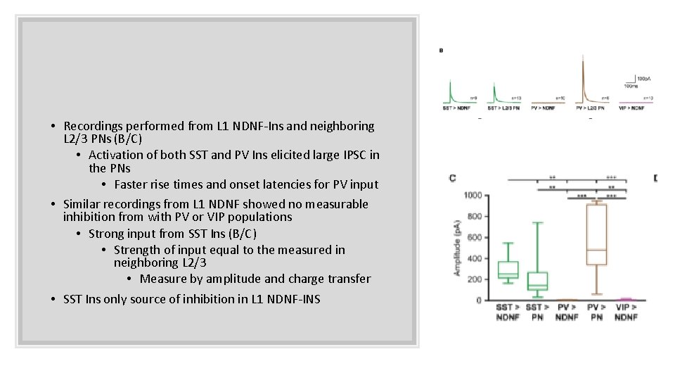 • Recordings performed from L 1 NDNF-Ins and neighboring L 2/3 PNs (B/C) • Recordings performed from L 1 NDNF-Ins and neighboring L 2/3 PNs (B/C)