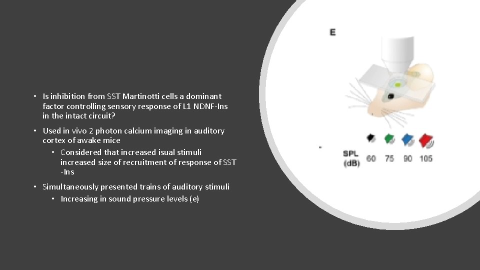 • Is inhibition from SST Martinotti cells a dominant factor controlling sensory response • Is inhibition from SST Martinotti cells a dominant factor controlling sensory response