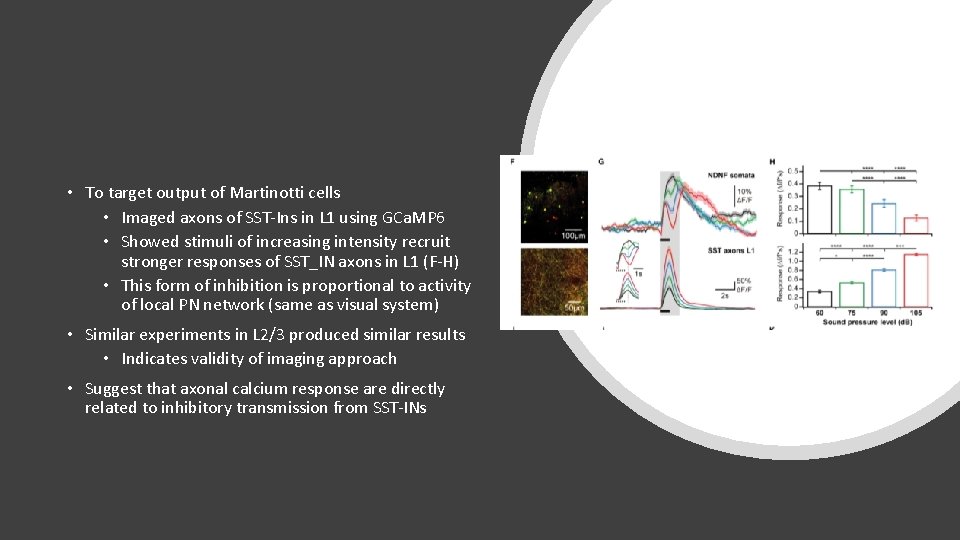 • To target output of Martinotti cells • Imaged axons of SST-Ins in • To target output of Martinotti cells • Imaged axons of SST-Ins in