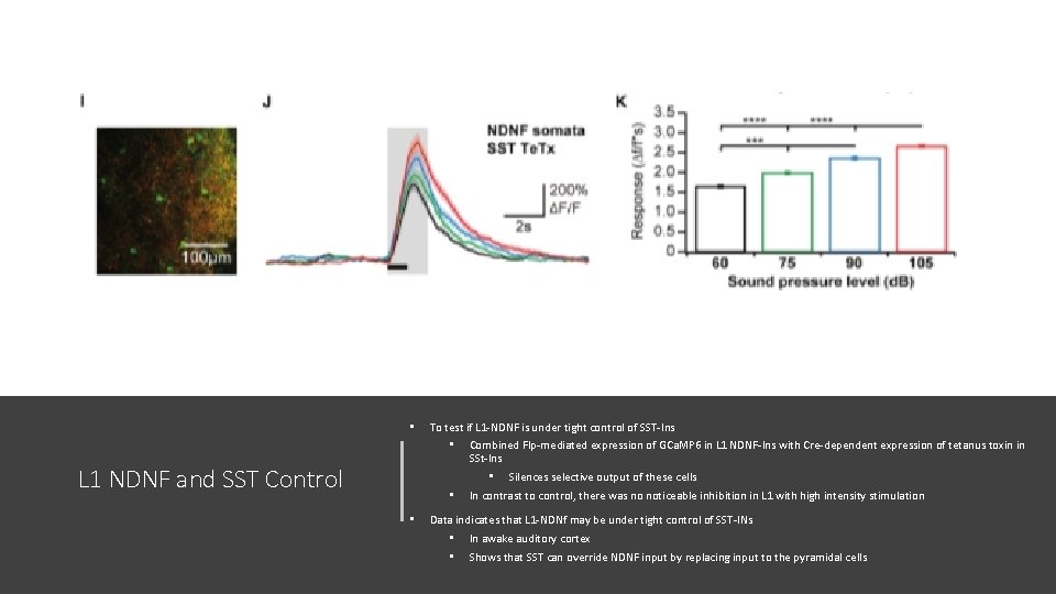 • To test if L 1 -NDNF is under tight control of SST-Ins • To test if L 1 -NDNF is under tight control of SST-Ins