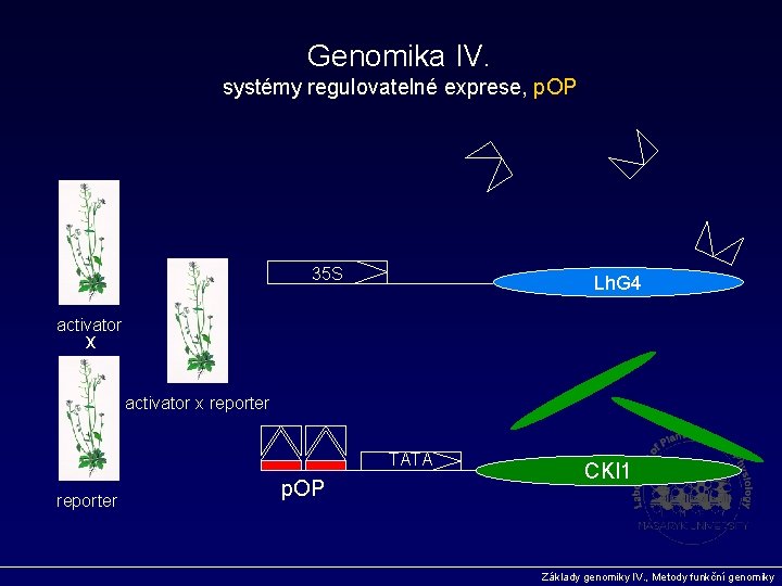 Genomika IV. systémy regulovatelné exprese, p. OP 35 S Lh. G 4 activator x