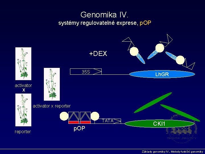 Genomika IV. systémy regulovatelné exprese, p. OP 35 S GR +DEX DEX GR GR