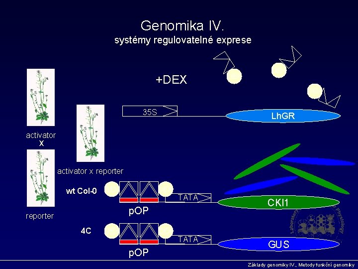 Genomika IV. systémy regulovatelné exprese +DEX DEX 35 S Lh. GR activator x reporter