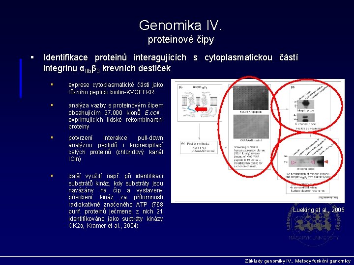 Genomika IV. proteinové čipy § Identifikace proteinů interagujících s cytoplasmatickou částí integrinu αIIbβ 3