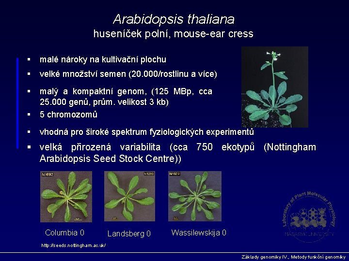 Arabidopsis thaliana huseníček polní, mouse-ear cress § malé nároky na kultivační plochu § velké