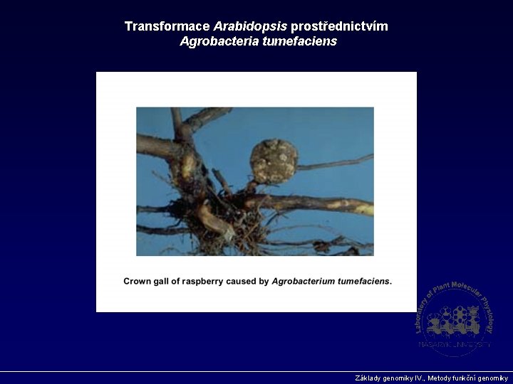 Transformace Arabidopsis prostřednictvím Agrobacteria tumefaciens Základy genomiky IV. , Metody funkční genomiky 