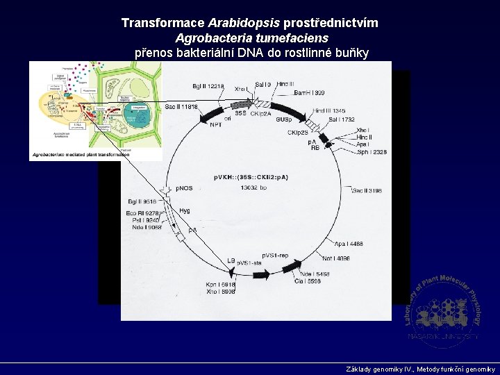 Transformace Arabidopsis prostřednictvím Agrobacteria tumefaciens přenos bakteriální DNA do rostlinné buňky Základy genomiky IV.