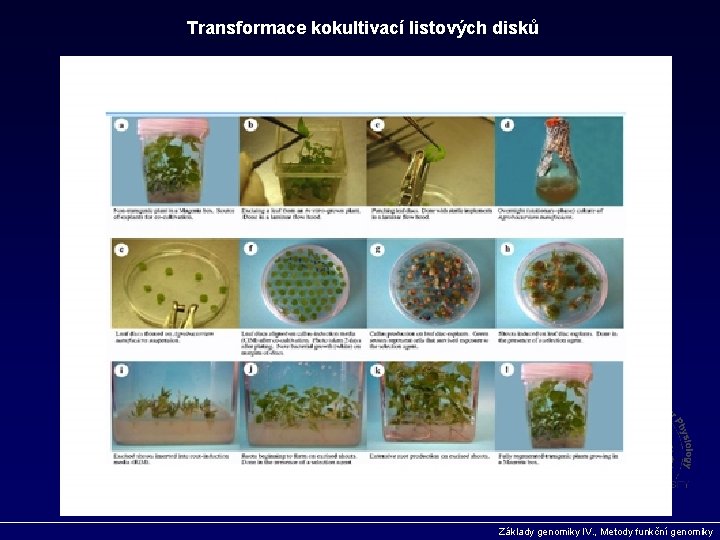 Transformace kokultivací listových disků Základy genomiky IV. , Metody funkční genomiky 