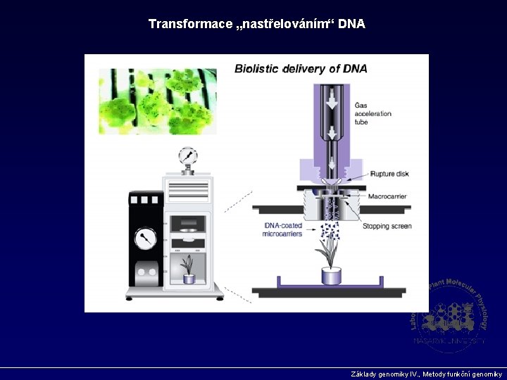 Transformace „nastřelováním“ DNA Základy genomiky IV. , Metody funkční genomiky 