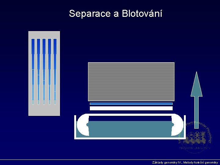 Separace a Blotování Základy genomiky IV. , Metody funkční genomiky 