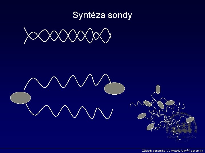 Syntéza sondy Základy genomiky IV. , Metody funkční genomiky 