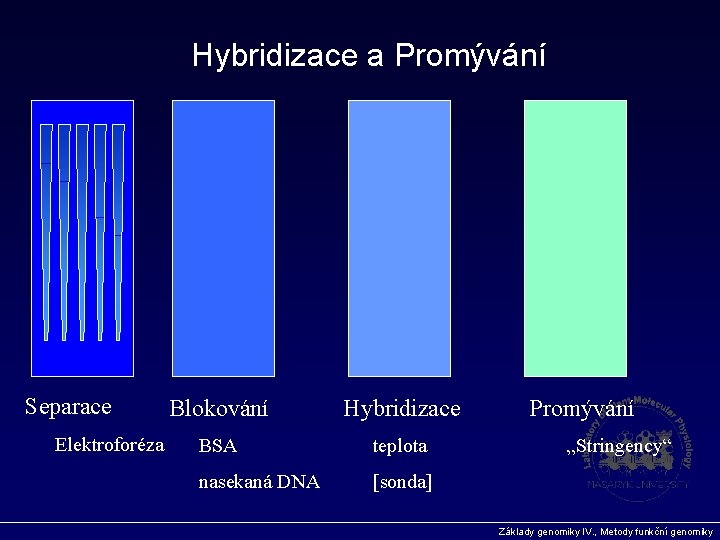 Hybridizace a Promývání Separace Elektroforéza Blokování Hybridizace BSA teplota nasekaná DNA [sonda] Promývání „Stringency“