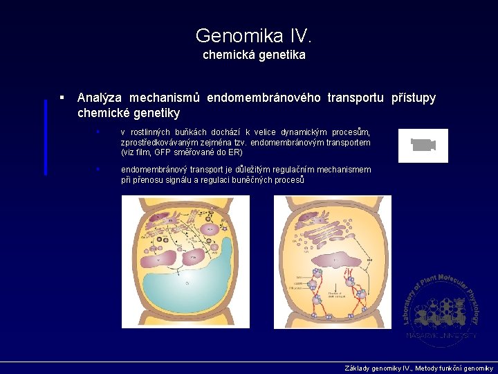 Genomika IV. chemická genetika § Analýza mechanismů endomembránového transportu přístupy chemické genetiky § v