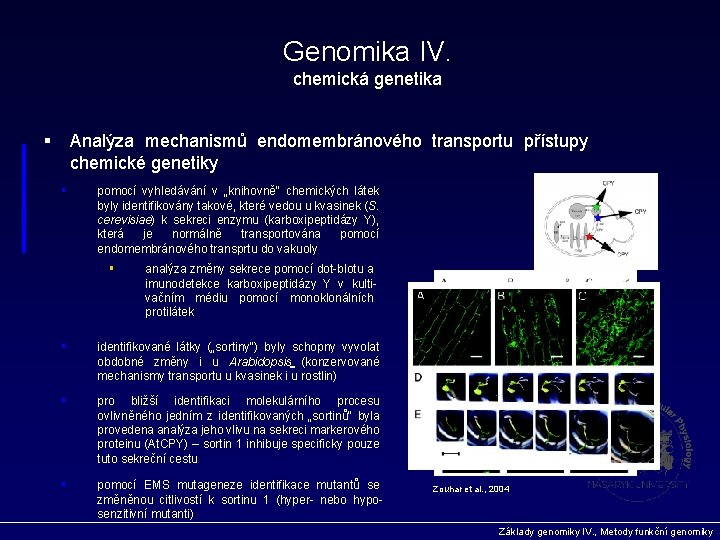 Genomika IV. chemická genetika § Analýza mechanismů endomembránového transportu přístupy chemické genetiky § pomocí