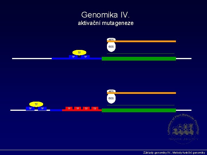 Genomika IV. aktivační mutageneze 40 S 60 S TF TF TF Základy genomiky IV.