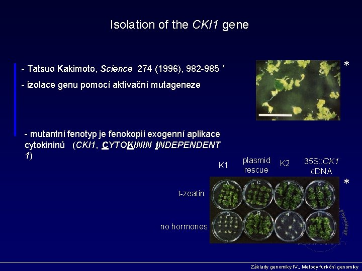 Isolation of the CKI 1 gene * - Tatsuo Kakimoto, Science 274 (1996), 982