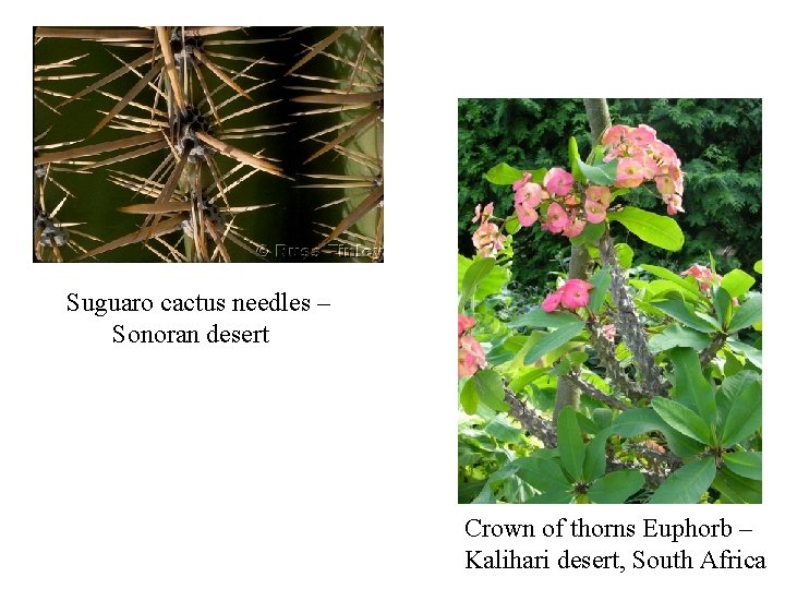 Suguaro cactus needles – Sonoran desert Crown of thorns Euphorb – Kalihari desert, South