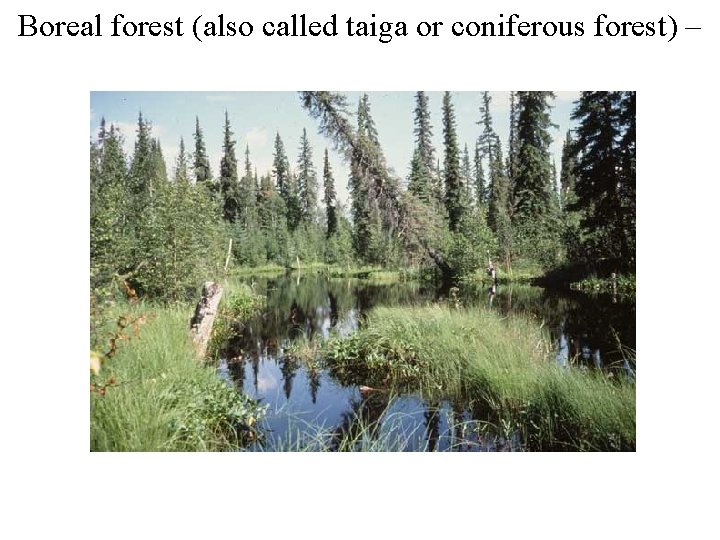 Boreal forest (also called taiga or coniferous forest) – 