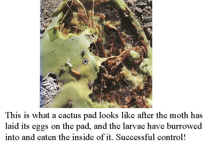 This is what a cactus pad looks like after the moth has laid its