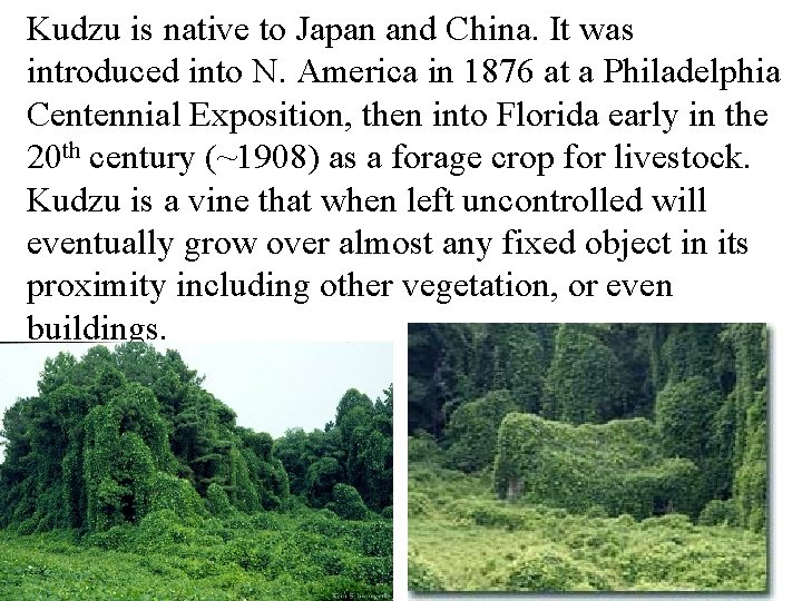 Kudzu is native to Japan and China. It was introduced into N. America in