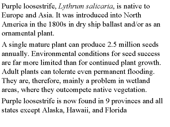 Purple loosestrife, Lythrum salicaria, is native to Europe and Asia. It was introduced into