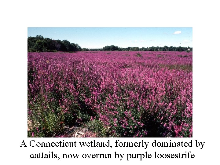 A Connecticut wetland, formerly dominated by cattails, now overrun by purple loosestrife 