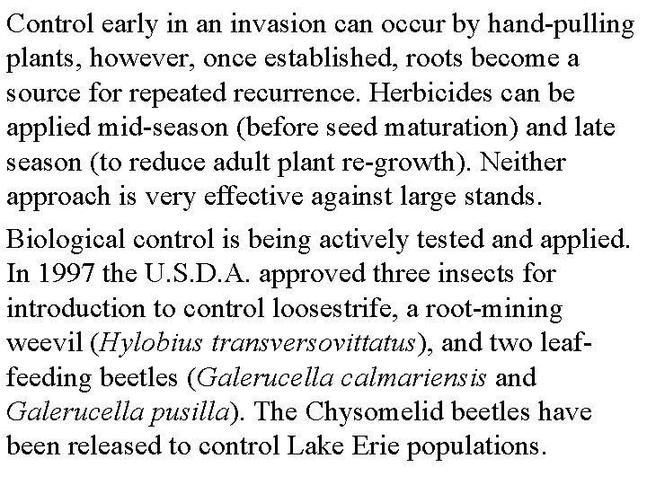 Control early in an invasion can occur by hand-pulling plants, however, once established, roots