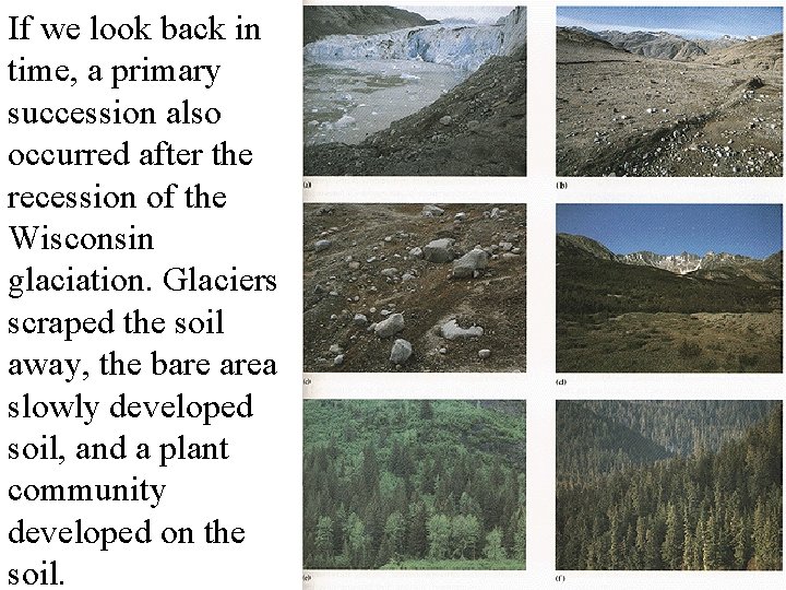 If we look back in time, a primary succession also occurred after the recession