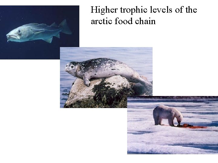Higher trophic levels of the arctic food chain 