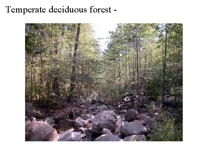 Temperate deciduous forest - 